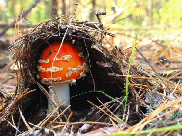 Amanita muscaria spôsobujú ťažké otravy