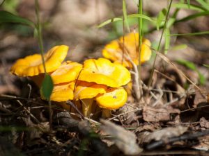 Ang mga Chanterelles ay matatagpuan sa mga koniperus na kagubatan