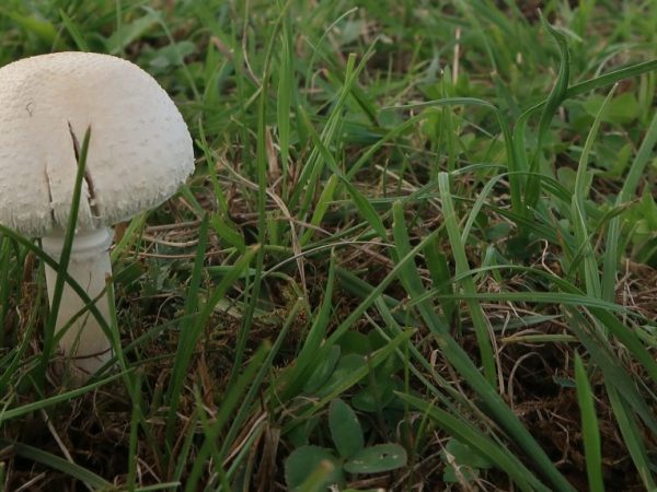 Paglalarawan ng mga mushroom ng halaman