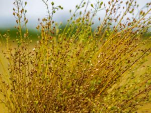 Ang mga pakinabang ng langis ng camelina