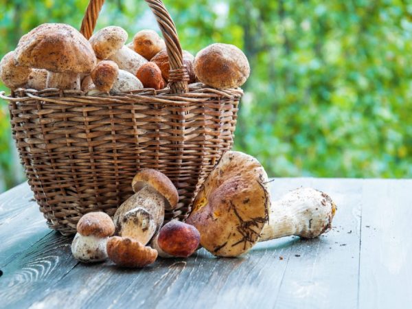 Science des champignons