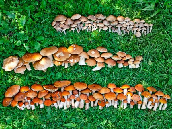 Les champignons sont largement utilisés en médecine