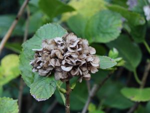 Caractéristiques de la taille des hortensias à l'automne