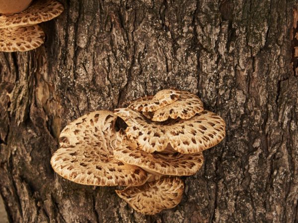 Ang polypores ay nahahawa sa bark ng isang puno