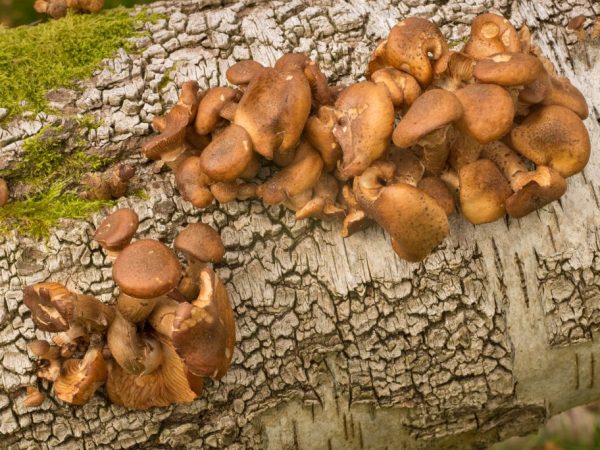 Les champignons au miel finissent par détruire l'arbre