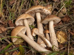 Lumalaki si Boletus sa mga birch groves