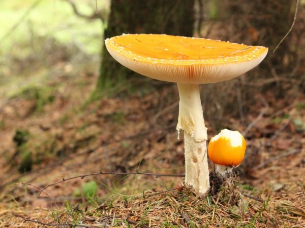 Mécanisme de reproduction des champignons par bourgeonnement