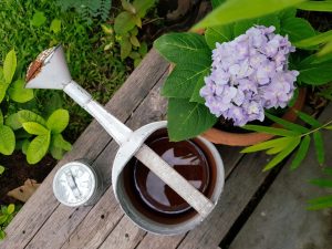 Propagation de l'hortensia par boutures