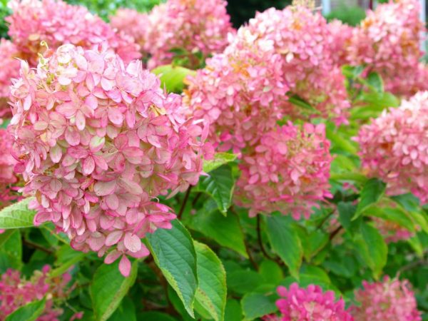 La fleur doit être préparée pour la greffe