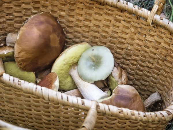 L'importance des champignons dans la vie humaine