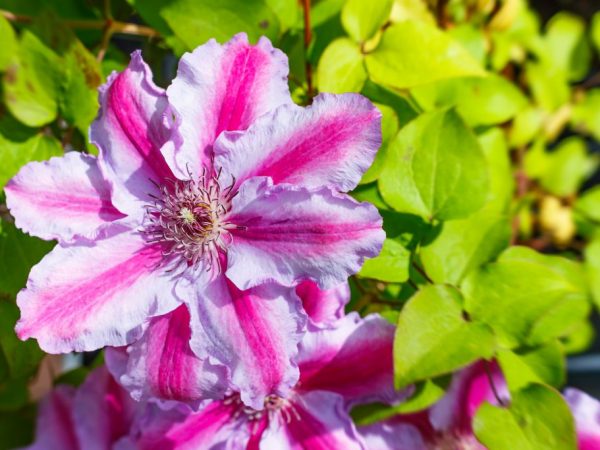 Planter des clématites à l'automne en pleine terre