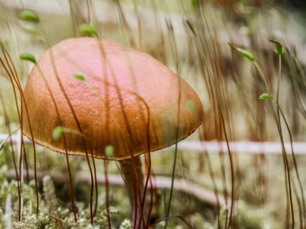 A gombák spórákkal szorozódnak