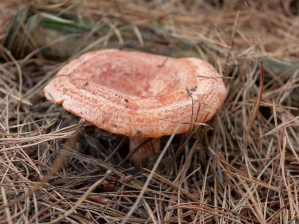 Feltételesen - az ehető gombákat be kell áztatni