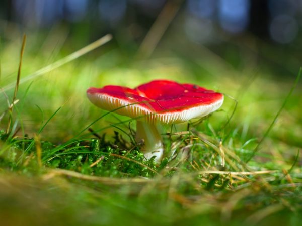 Nakakalason na russula na matatagpuan sa halo-halong at koniperus na kagubatan