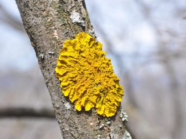 Ang Lichens ay maaaring mabuhay hanggang sa 100 taon