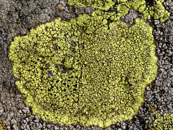 Les lichens résistent au manque d'eau