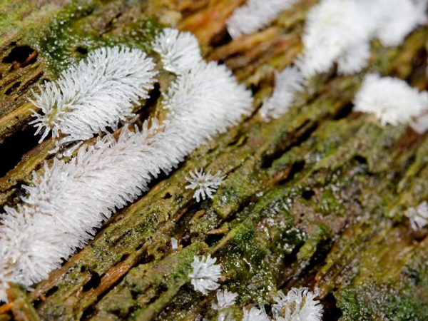 Paglalarawan ng Slime mold