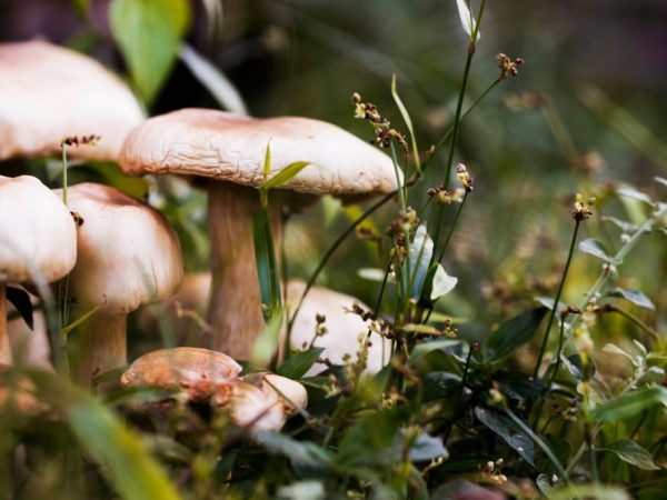 Ízlés szerint a gombákat négy csoportra osztják.