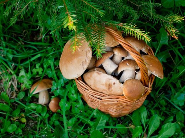 Champignons comestibles du territoire de Stavropol