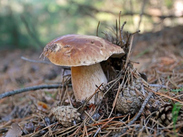 L'automne est bon pour la cueillette des champignons