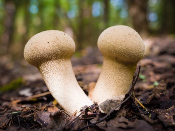 Des imperméables géants poussent à Stavropol