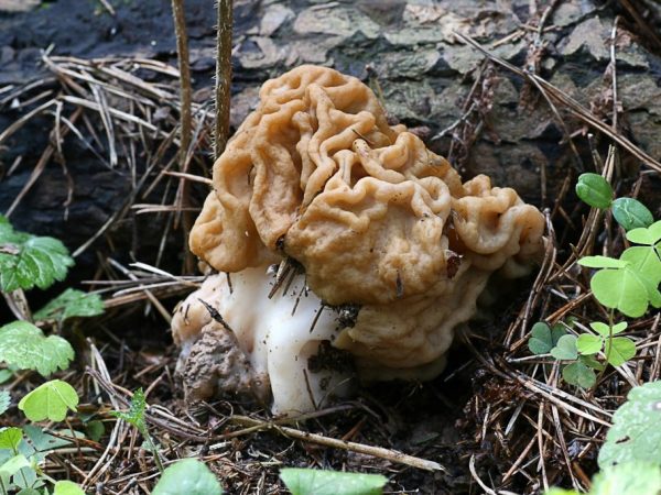 Paglalarawan ng Marsupial Mushroom