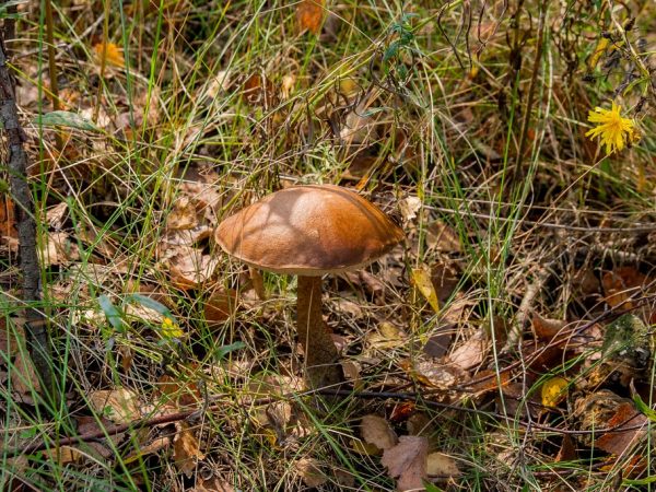 A kupak szivacsos felülete vizet halmoz fel