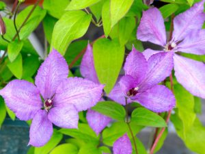 Règles de soin des clématites en automne