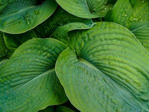 Soins Hosta en automne