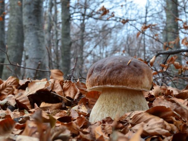 Gombák Arhangelszkben