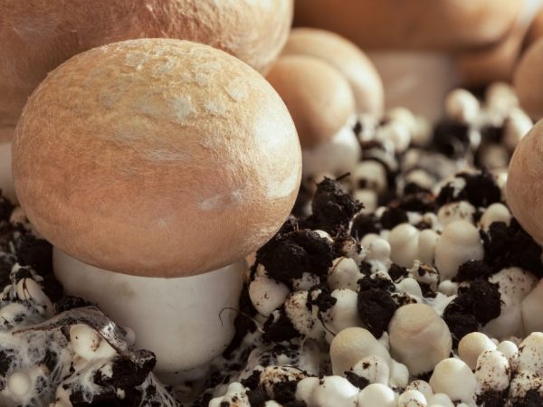 Règles pour cultiver des champignons à la maison