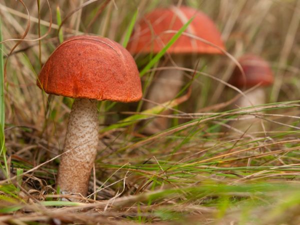 L'humidité est importante pour les champignons