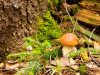 Boletus kabute