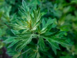 Dans quels endroits pousse l'herbe d'absinthe