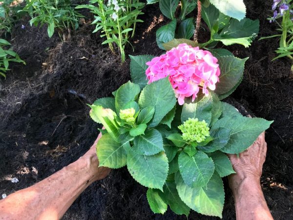 Planter des hortensias à l'automne