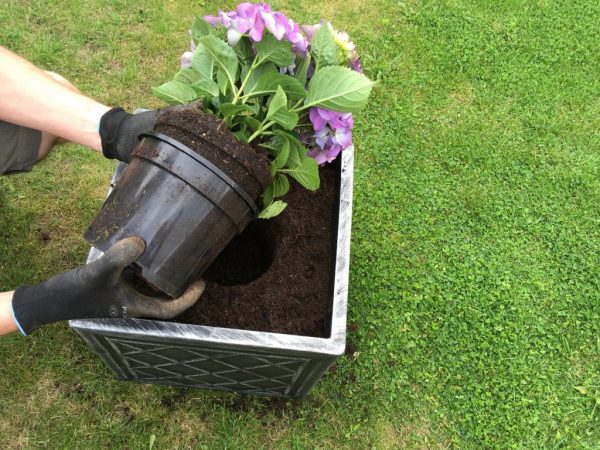 Le sol argileux est le meilleur pour la culture d'hortensias