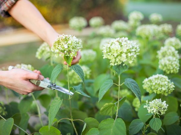 Les 2-3 premières années, l'hortensia est coupé de l'inflorescence