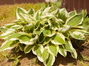 Règles de transplantation Hosta à l'automne