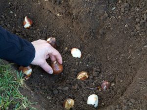 Planter des tulipes en automne