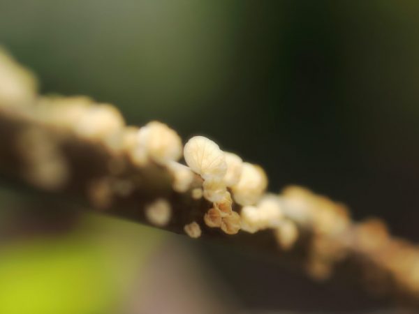 Mayroong maraming mga pagkakaiba-iba ng mga unicellular fungi sa mundo.