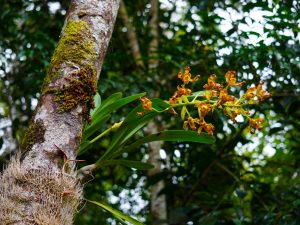 À propos des orchidées dans les forêts équatoriales