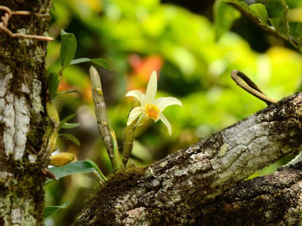 Lumalaki ang mga orchid sa mga puno na may magaspang na pagtahol