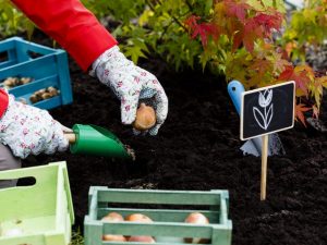 Planter des tulipes à l'automne dans l'Oural