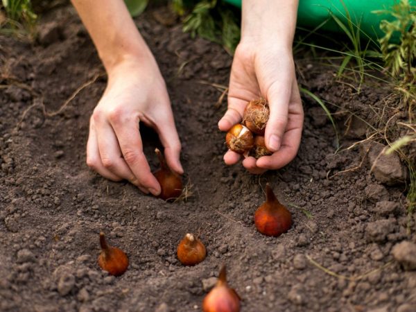 Les tulipes nécessitent des soins appropriés