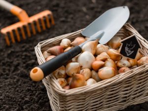 Règles de plantation de tulipes à l'automne dans la région de Moscou