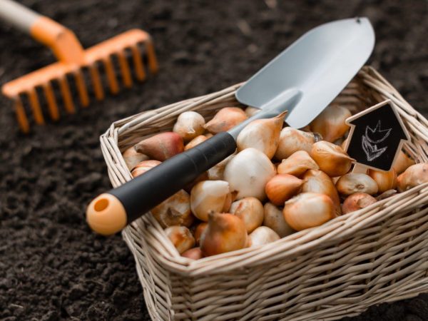 Règles de plantation de tulipes à l'automne dans la région de Moscou