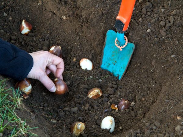 Les tulipes sont plantées dans un sol chaud