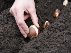 Dates de plantation des tulipes en Sibérie