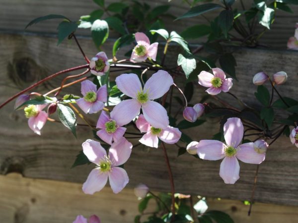 Reproduction de la clématite à l'automne