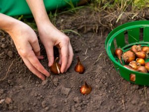 Règles pour la plantation d'automne de tulipes dans la région de Leningrad